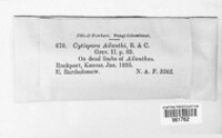 Cytospora ailanthi image